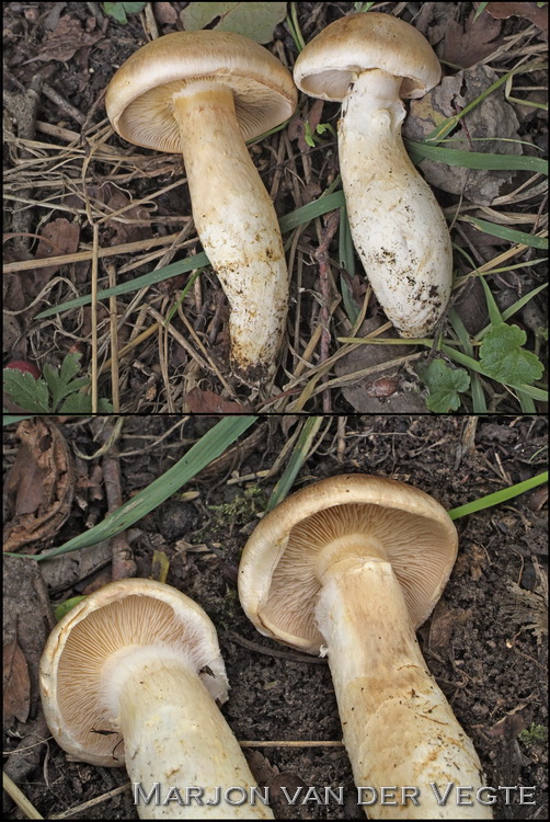 Bleke populiergordijnzwam - Cortinarius argutus